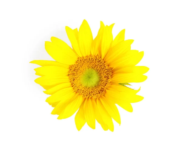 Beautiful Bright Sunflower White Background — Stock Photo, Image