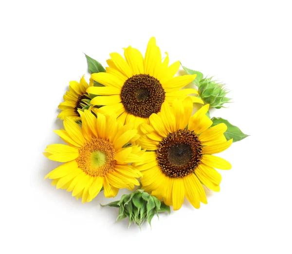 Hermosos Girasoles Brillantes Sobre Fondo Blanco — Foto de Stock