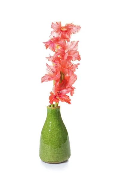 Vase Avec Belles Fleurs Gladiolus Sur Fond Blanc — Photo