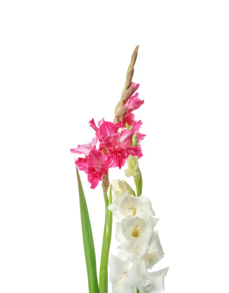 Όμορφα Λουλούδια Γλαδιόλα Λευκό Φόντο — Φωτογραφία Αρχείου