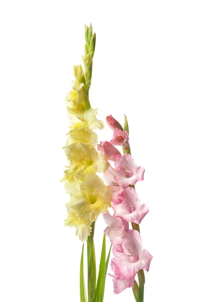 Bellissimi Fiori Gladiolus Sfondo Bianco — Foto Stock