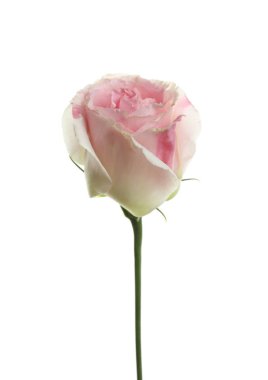 Beyaz arka plan üzerinde güzel eustoma çiçek