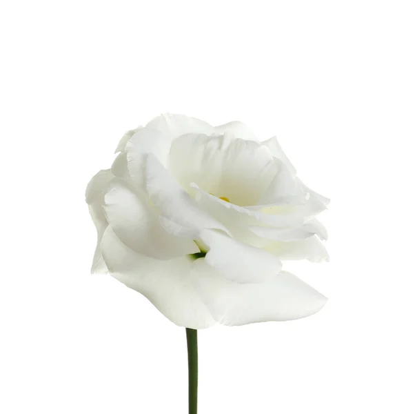 Красива Квітка Еустоми Білому Тлі — стокове фото
