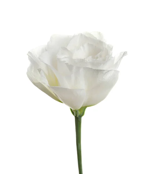 Schöne Eustoma Blume Auf Weißem Hintergrund — Stockfoto