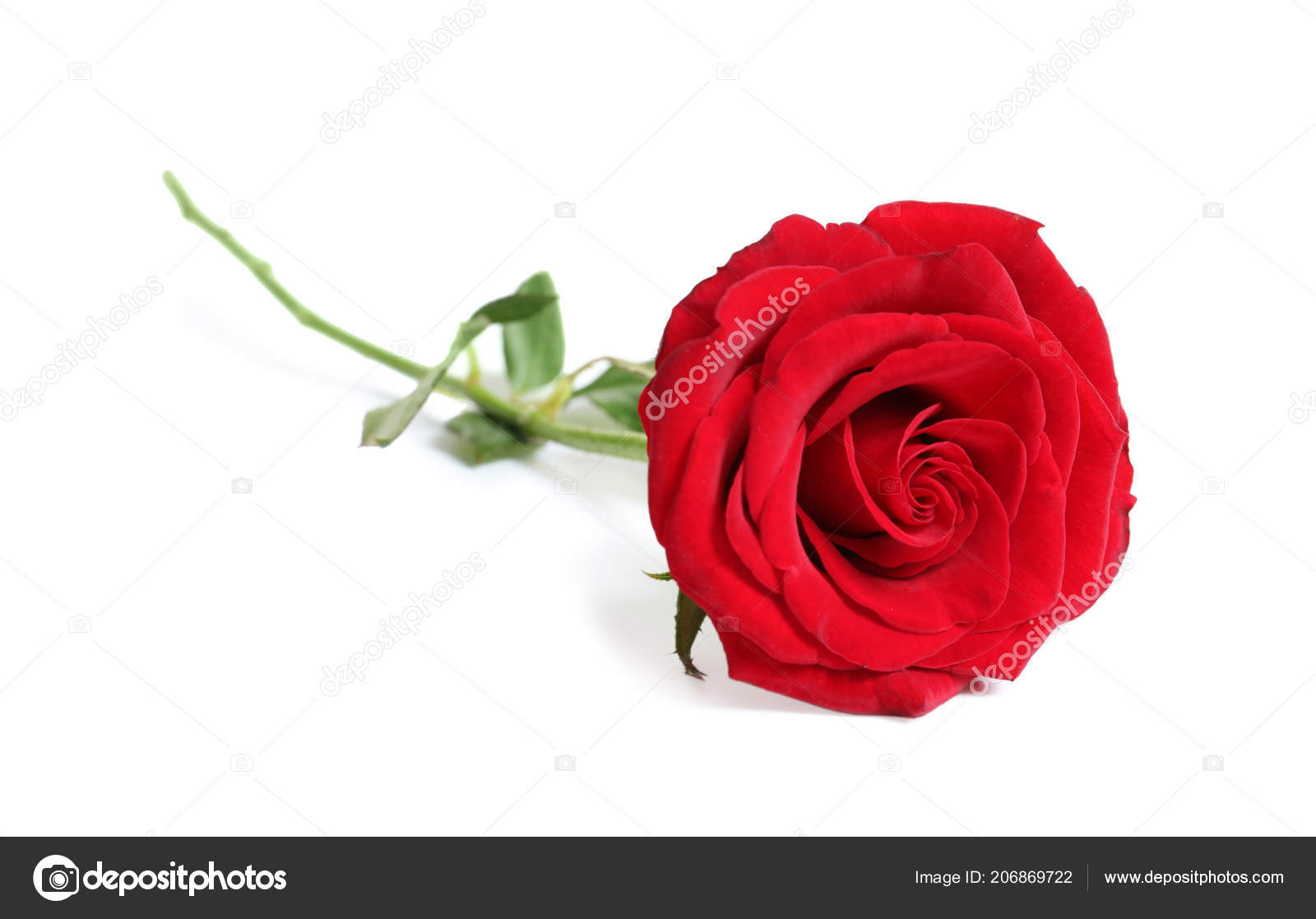 Top 88+ imagen red rose white background - thpthoangvanthu.edu.vn