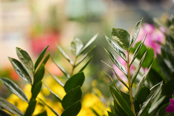 Green zamioculcas branches with lush foliage, closeup. Tropical plant