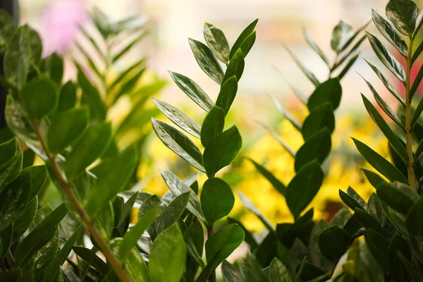 Zamioculcas Verts Branches Feuillage Luxuriant Gros Plan Plante Tropicale — Photo