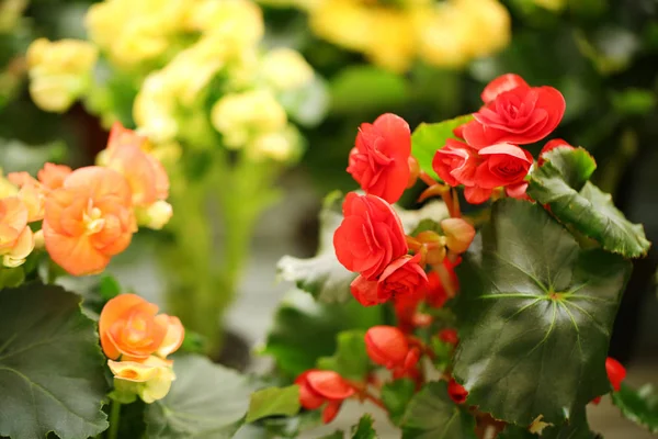 Hermosas Flores Begonia Florecientes Primer Plano Planta Tropical —  Fotos de Stock