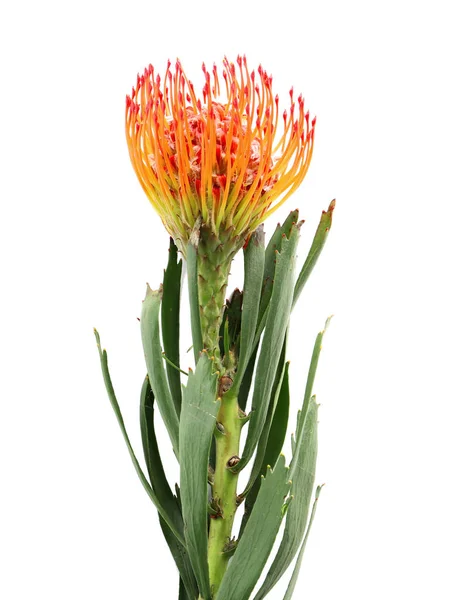 Protea Květinku Bílém Pozadí Tropická Rostlina — Stock fotografie
