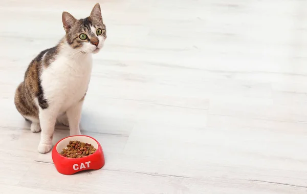 Gato Bonito Com Tigela Comida Seca Chão Casa — Fotografia de Stock