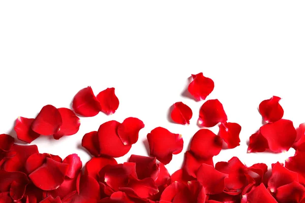 Červené Růže Okvětní Lístky Bílém Pozadí Pohled Shora — Stock fotografie