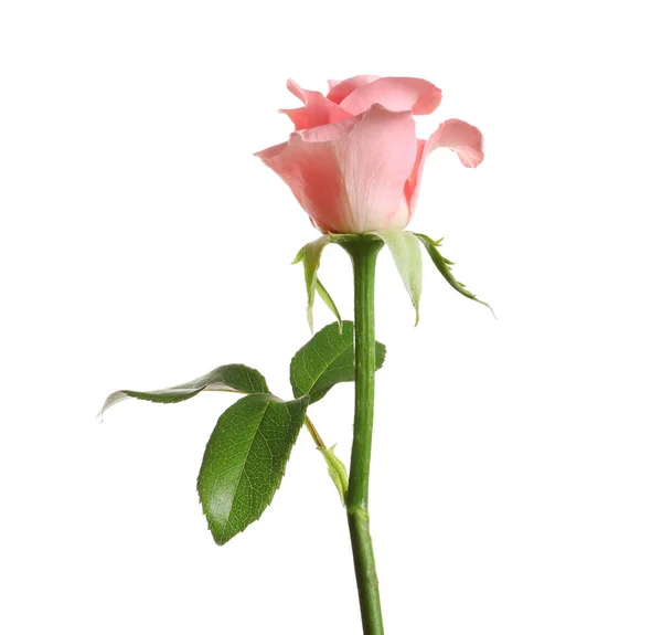 Όμορφο Τριαντάφυλλο Λουλούδι Λευκό Φόντο — Φωτογραφία Αρχείου