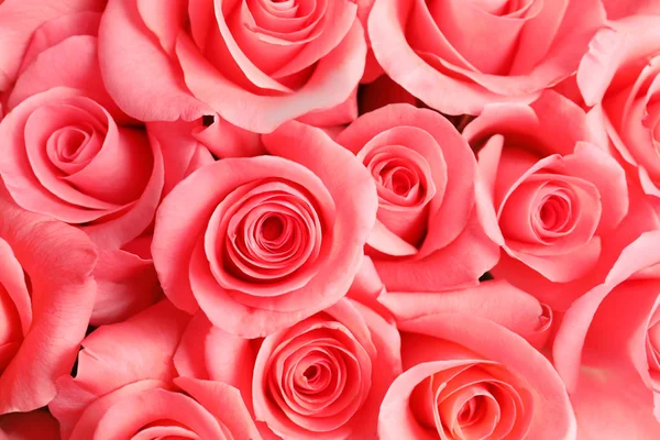 Hermosas Rosas Como Fondo — Foto de Stock