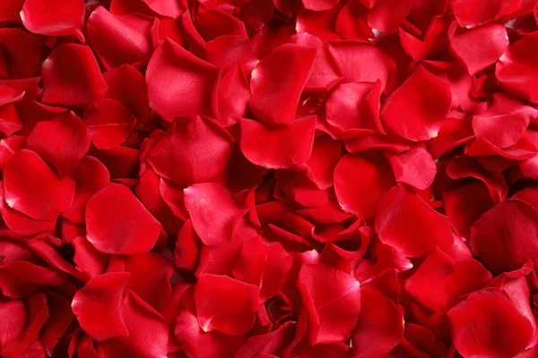 Arkaplan olarak güzel gül yaprakları