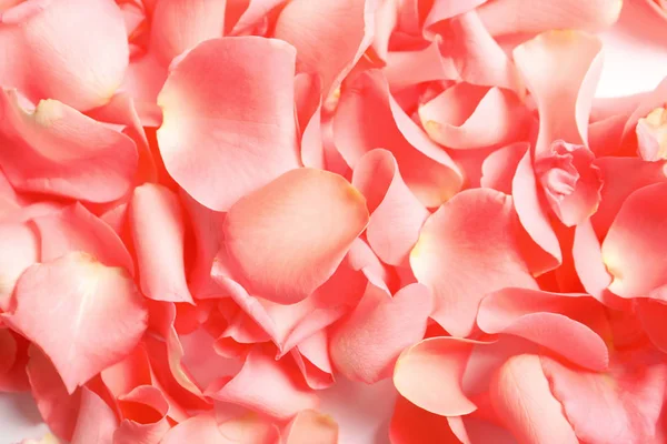 Красиві Пелюстки Троянд Фон — стокове фото