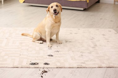 Sevimli köpek çamurlu pati izlerini halı üzerinde bırakarak