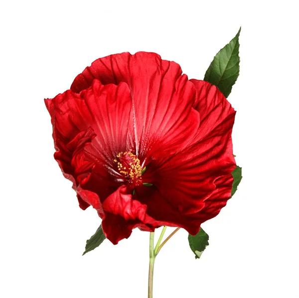 白い背景の上の美しい赤いハイビスカスの花 — ストック写真