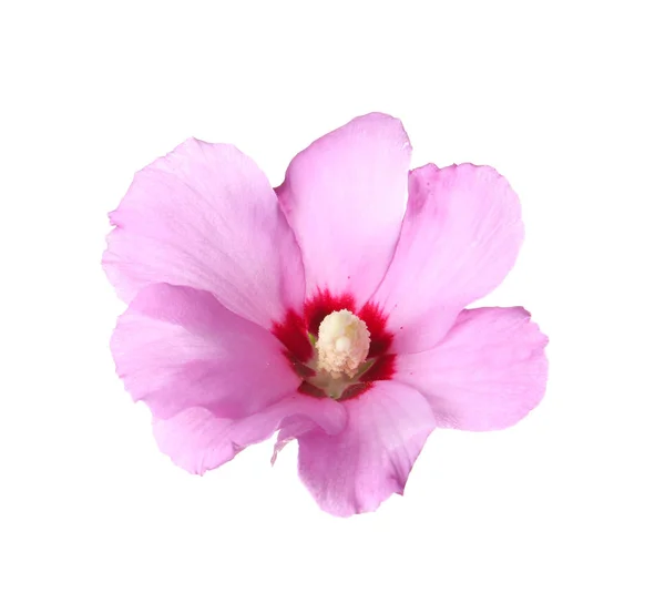Bela Flor Hibisco Tropical Fundo Branco — Fotografia de Stock