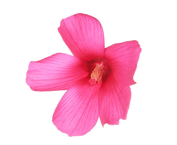 Vackra Tropiska Hibiscus Blomma Vit Bakgrund — Stockfoto