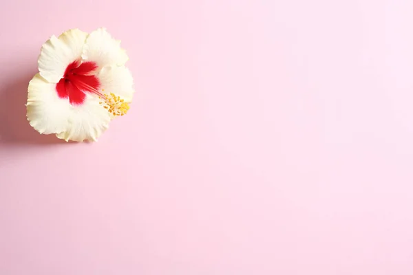 Mooie Tropische Hibiscus Bloem Kleur Achtergrond Met Ruimte Voor Ontwerp — Stockfoto