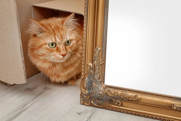 Adorável Gato Vermelho Saindo Caixa Papelão Dentro Casa — Fotografia de Stock