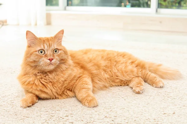 Adorável Gato Vermelho Deitado Tapete Dentro Casa — Fotografia de Stock