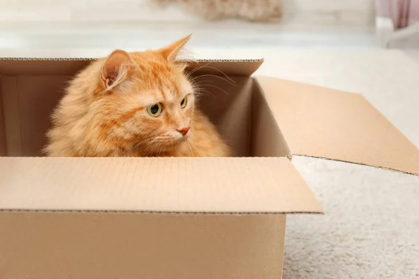 Czerwony Kot Pomieszczeniu Pudełko Tekturowe — Zdjęcie stockowe