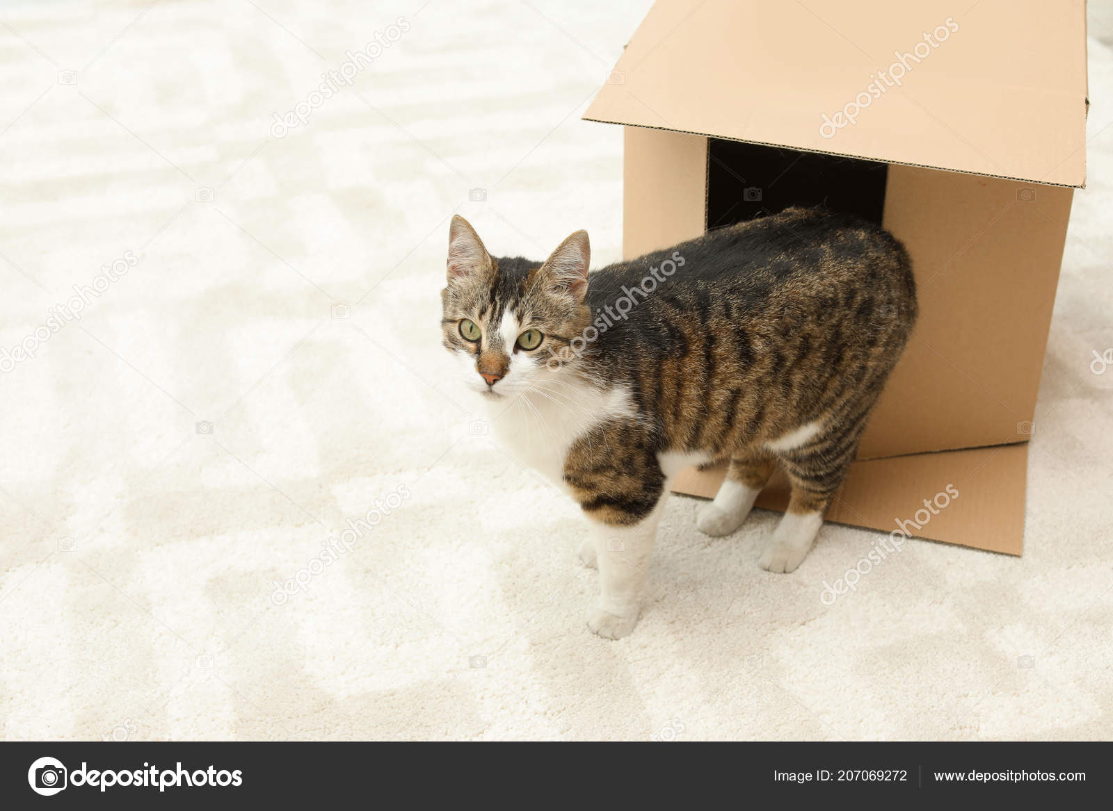 Cat out of the clearance box