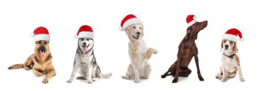 Satır ile Noel Baba şapkaları beyaz arka plan üzerinde şirin köpek. Noel kavramı 