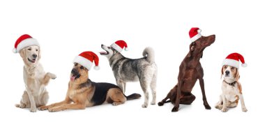 Satır ile Noel Baba şapkaları beyaz arka plan üzerinde şirin köpek. Noel kavramı 