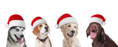 Satır ile Noel Baba şapkaları beyaz arka plan üzerinde şirin köpek. Noel kavramı 