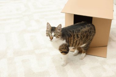 Meraklı kedi evde kutudan elde