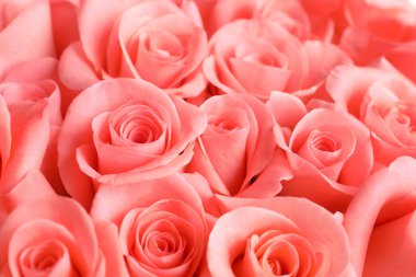 Arka plan olarak güzel güller