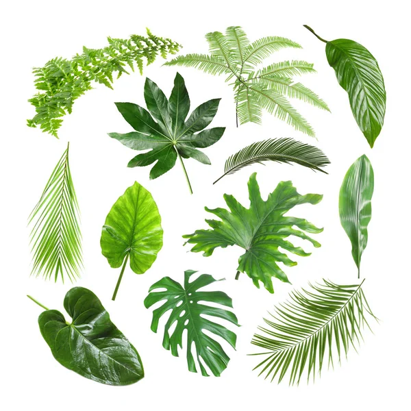 Set Van Verschillende Tropische Bladeren Witte Achtergrond — Stockfoto