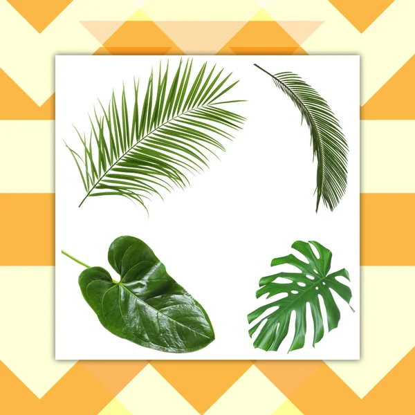 Set of tropical leaves with space for design on patterned background