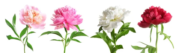 Conjunto Belas Flores Peônia Fundo Branco — Fotografia de Stock