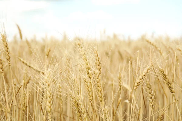 Golden Wheat Grain Field Cereal Farming — Stock Photo, Image