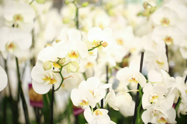 Hermosas Flores Orquídea Blanca Sobre Fondo Borroso Planta Tropical —  Fotos de Stock