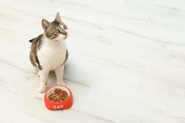 Χαριτωμένο Γάτα Μπολ Ξηρά Τροφή Στο Πάτωμα Στο Σπίτι — Φωτογραφία Αρχείου