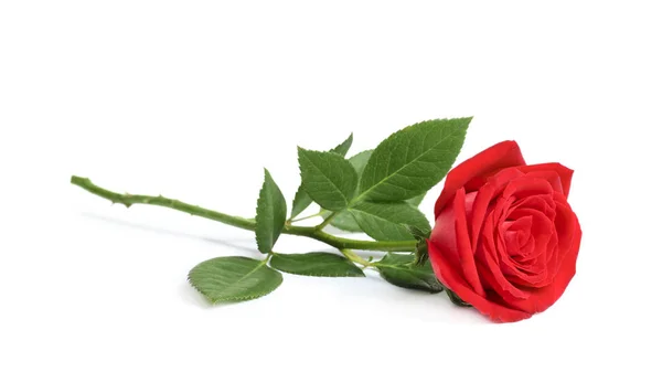 Hermosa Flor Rosa Roja Sobre Fondo Blanco —  Fotos de Stock