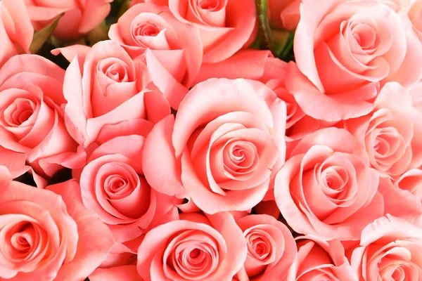 Gyönyörű Rózsák Mint Háttér — Stock Fotó
