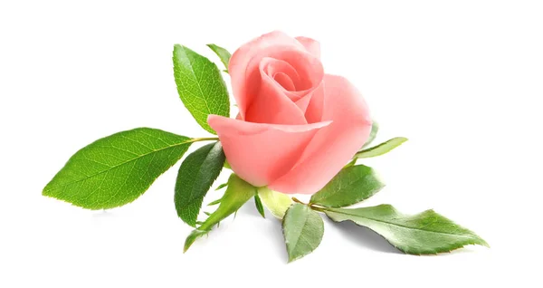 Красивая Роза Белом Фоне — стоковое фото