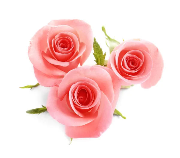 Красивые Розы Белом Фоне — стоковое фото