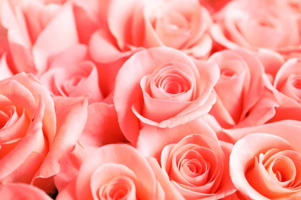 Beautiful Roses Background Stock Picture