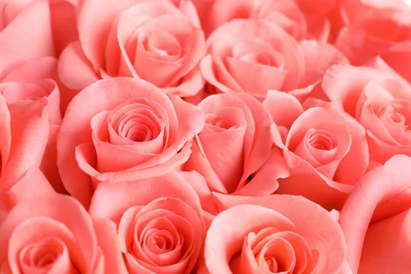 Beautiful Roses Background Stock Image