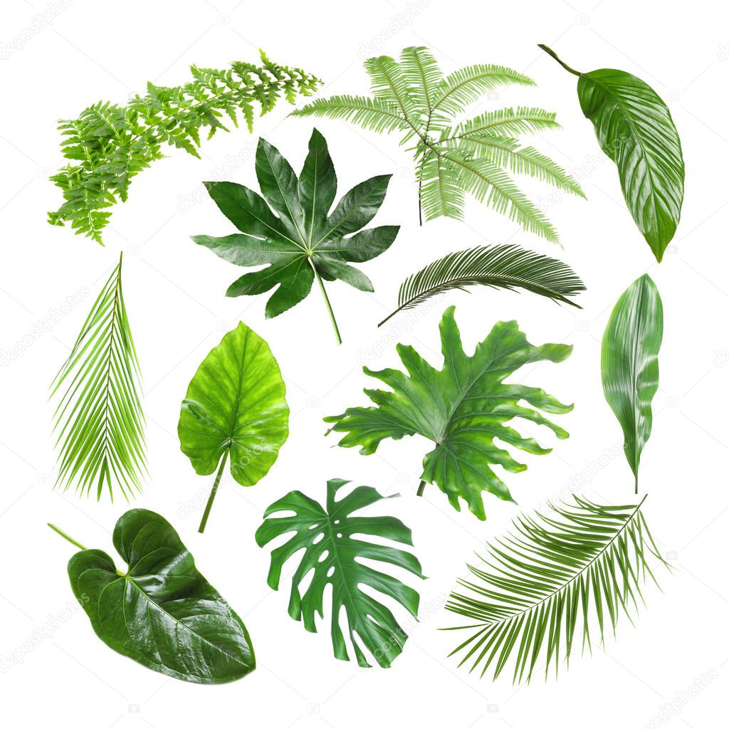 Set of different tropical leaves on white background