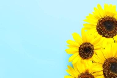 Güzel parlak ayçiçeği renk arka plan, üstten görünüm