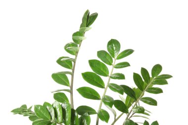 Dal taze yeşil Zamioculcas zamiifolia ile beyaz arka plan üzerinde bırakır