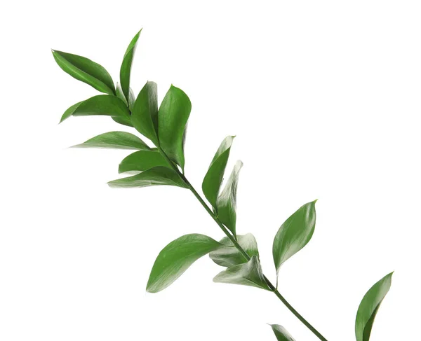 Tak Met Verse Groene Ruscus Bladeren Witte Achtergrond — Stockfoto