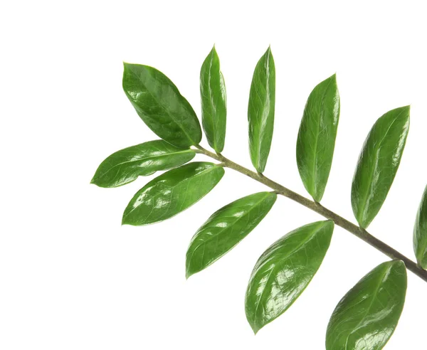 Ветвь Свежими Зелеными Zamioculcas Zamiifolia Листья Белом Фоне — стоковое фото